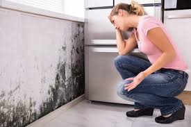 Reliable New Eagle, PA Mold Removal Solutions